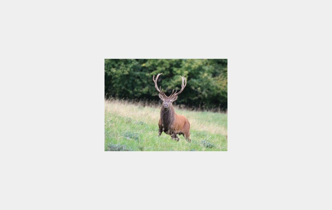 FAMICITY 2 : Domaines / Propriétés | LA ROCHE-CHALAIS (24490) | 385 m2 | 1 830 000 &euro; 